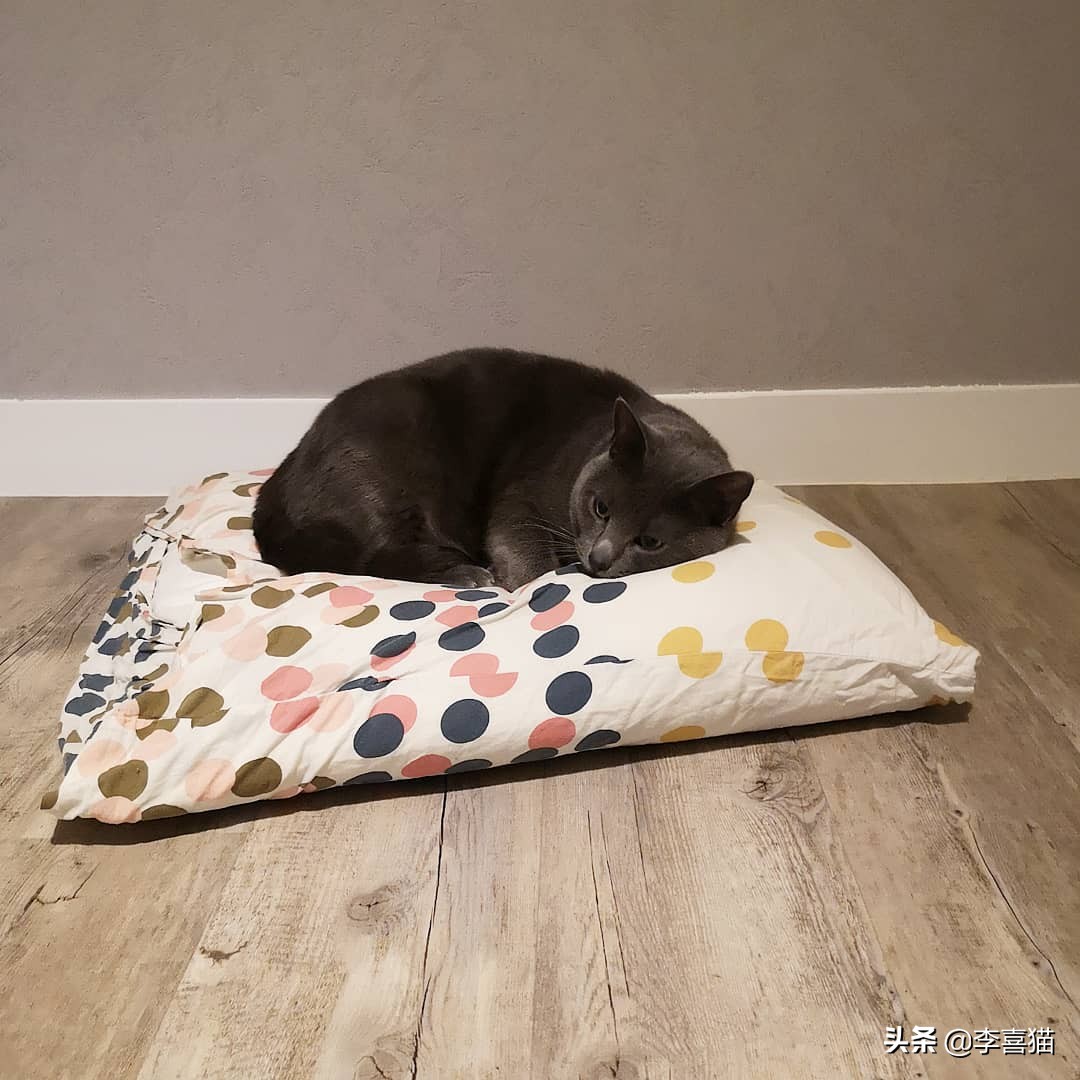 猫咪流泪是什么原因出问题了,导致猫咪流泪的原因