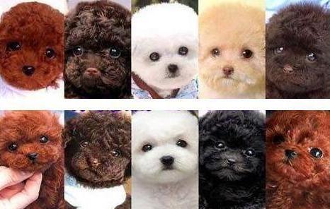 泰迪和贵宾是一种狗吗,巨型泰迪和巨型的贵宾