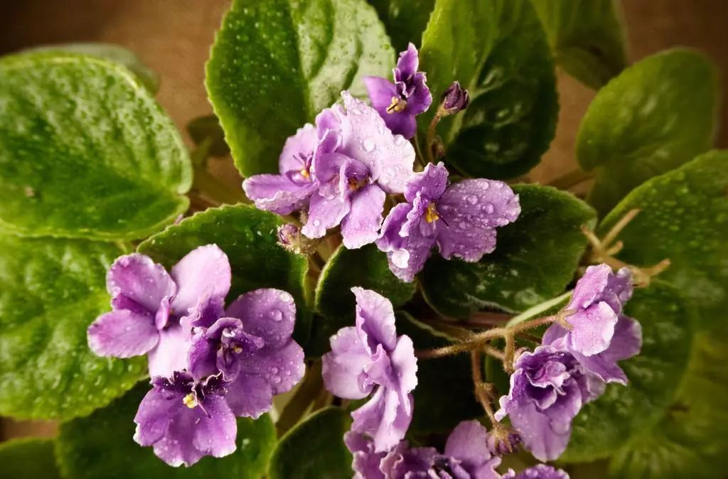 非洲紫罗兰,兼具高贵与易养,稍用心即爆盆