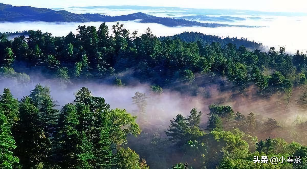 你一定要知道的中国十大名茶