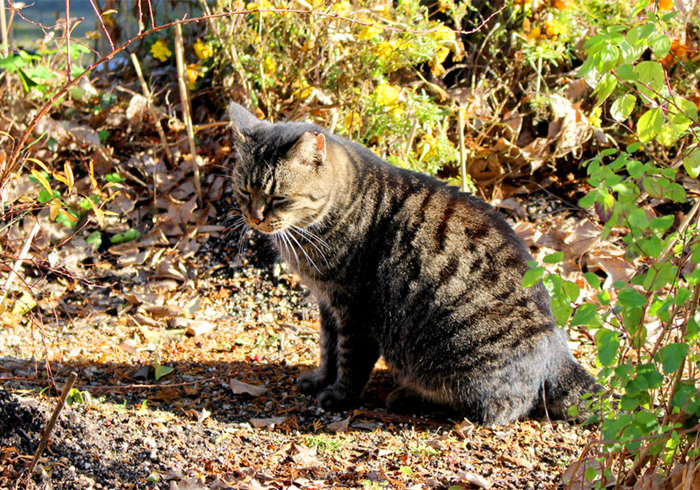 猫咪走丢了最有效的寻找方法,寻找走丢的猫猫