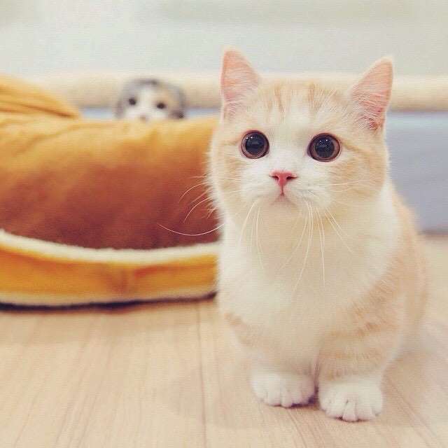 如何让吃猫粮的猫吃自制饭,怎样帮助小猫吃猫粮