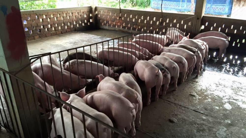 夏季猪的常见病及治疗,夏季猪应激方法推荐