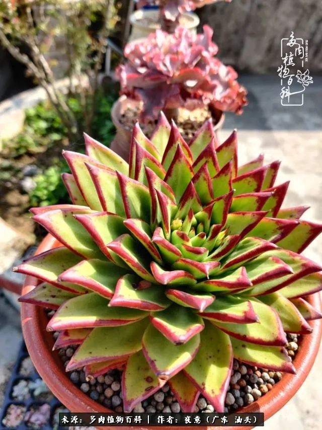 广东春天多肉图片大全,这个季节的多肉状态是最美的