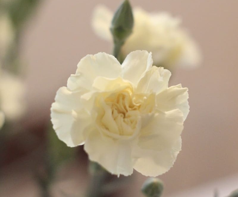 母亲节为什么要送女朋友礼物,母亲节送什么颜色的康乃馨