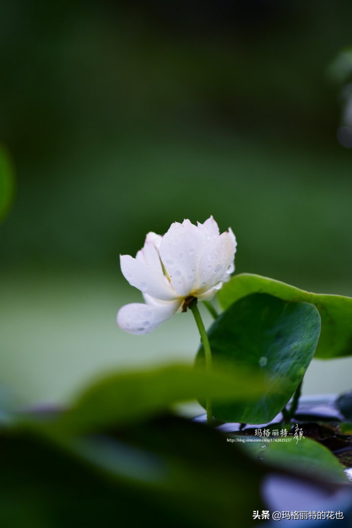 我的碗莲种子,碗莲的种植方法新手必看