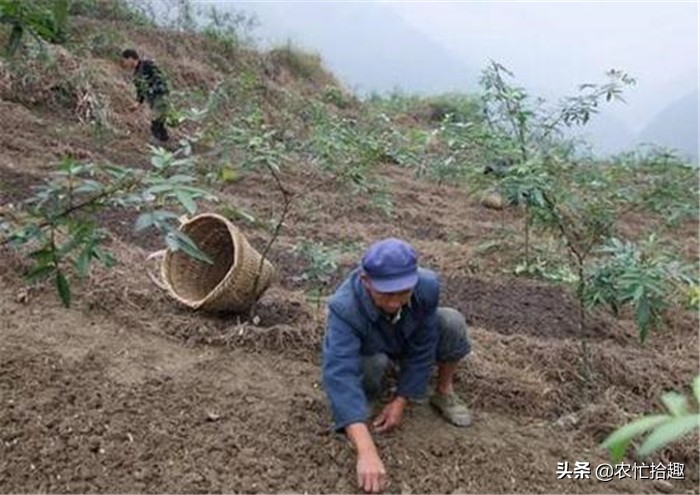 去年砍掉核桃树改种，如今却遇大跌价，这果子怎么了？