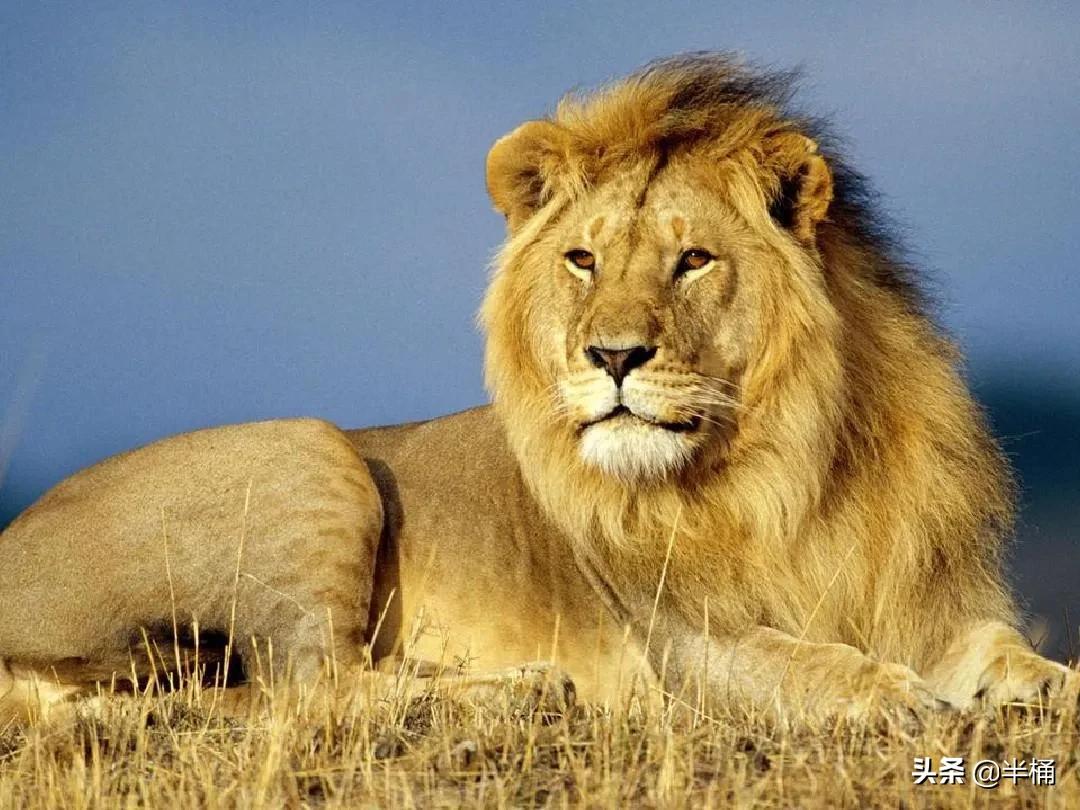 大猩猩和狮子老虎哪个厉害,为什么狮子老虎都不敢惹大猩猩