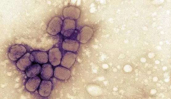 传染病彻底根除要多久,传染病是怎样攻克的