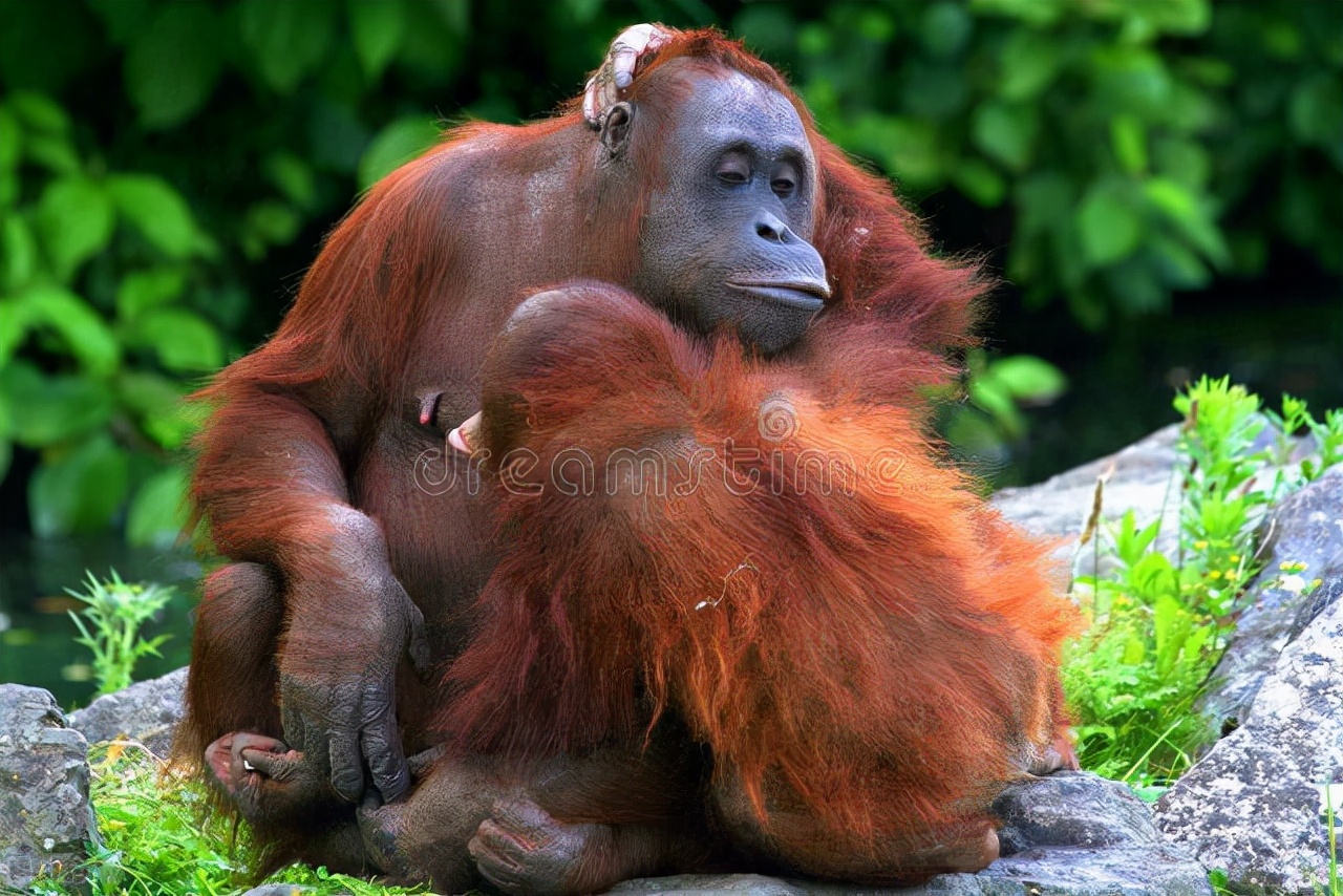动物大猩猩深度解析,人科动物图谱