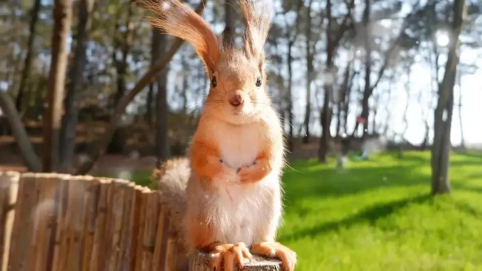雪地松鼠的养殖技术,雪地松鼠饲养