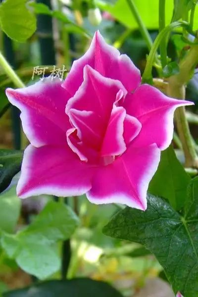 牵牛花到处游,牵牛花随便种