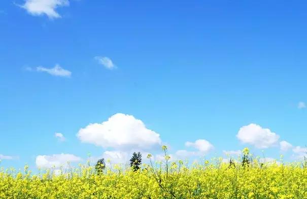 天津静海油菜花景点在哪里,天津油菜花旅游最佳路线图