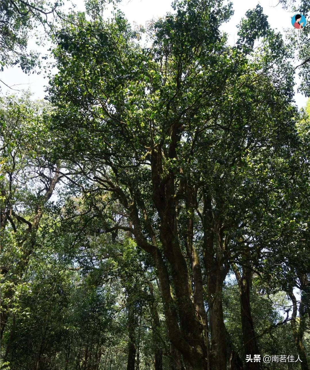 普洱茶的一级类目是什么,普洱茶一山一味的典型代表
