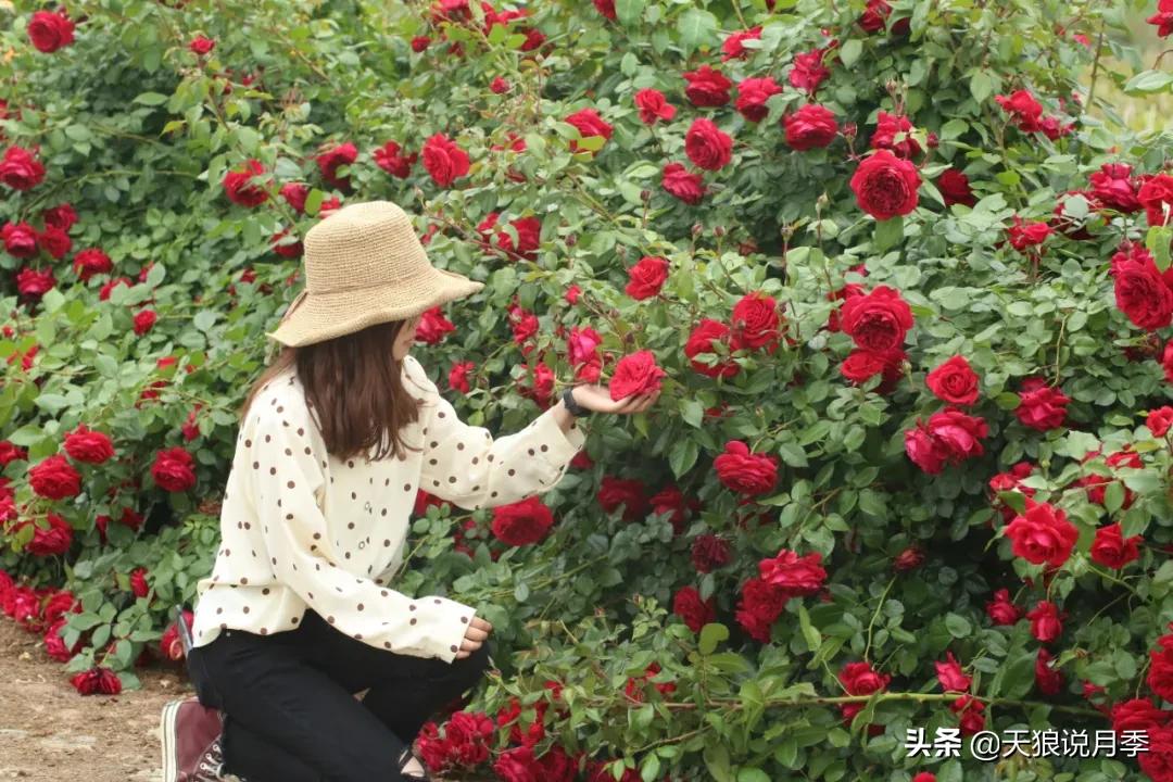 浪漫者的情怀，实用派的操作，一起来邂逅这8款法式月季