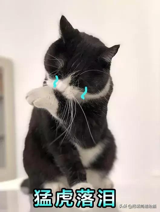 猫故事书籍,猫故事小说