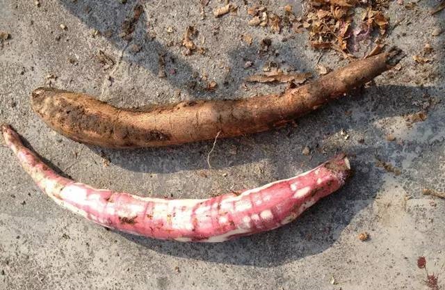 客家木薯粉块怎么吃,广式木薯糖怎么做好吃