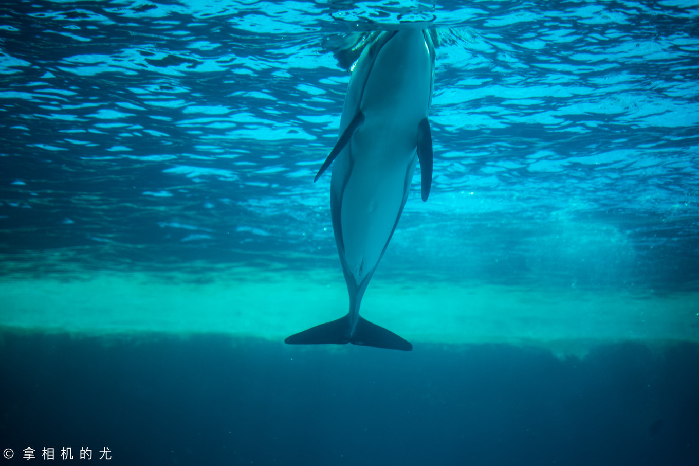 珠海横琴长隆海洋王国游玩全攻略,珠海长隆海洋王国跟香港海洋公园