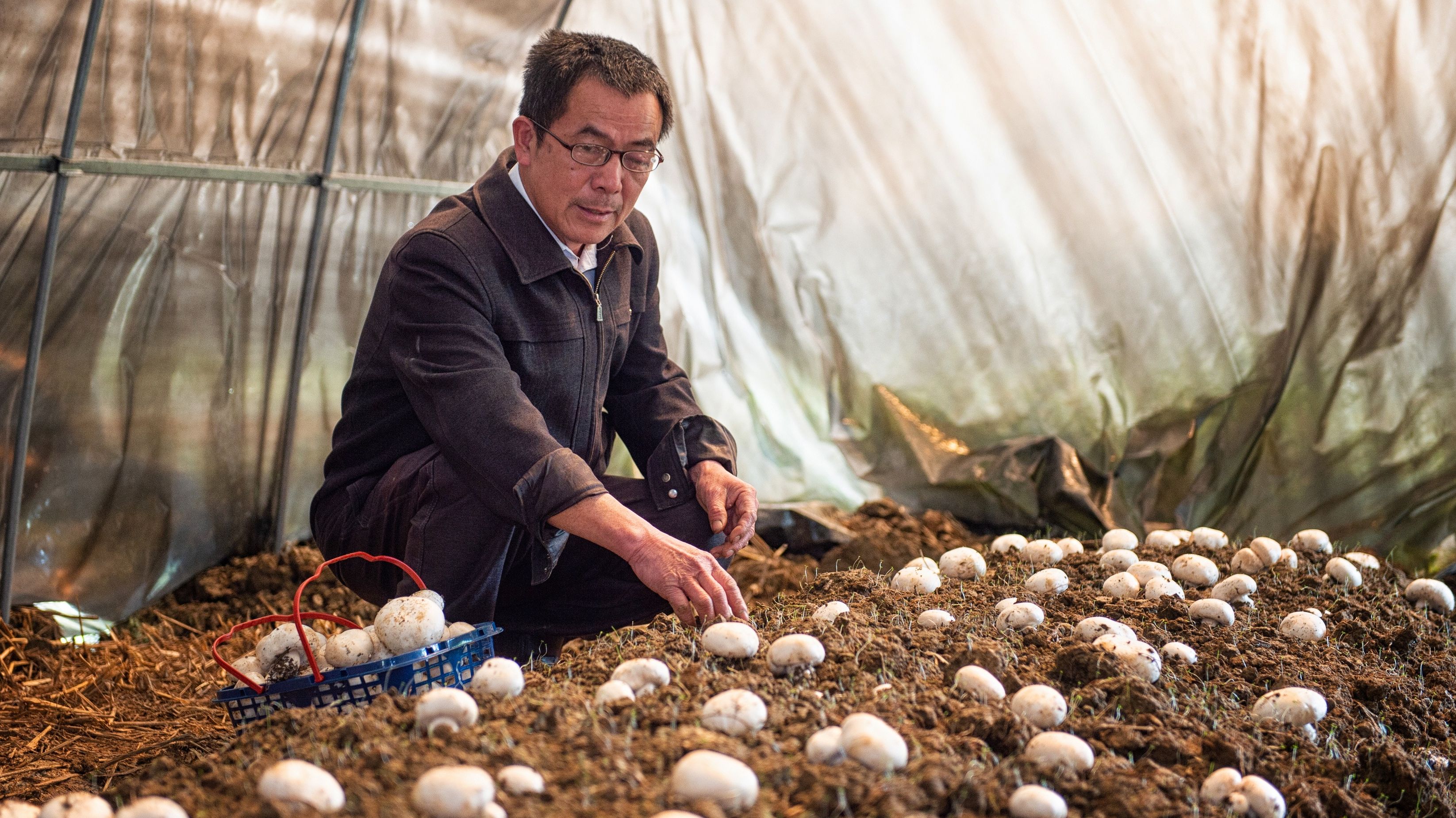 春雷响万物忙生长,惊蛰万物长春耕农事忙