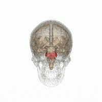 大脑工作原理,一张图看懂人类大脑工作原理