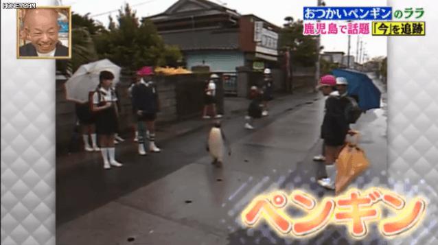 去世的小企鹅,死去的南极企鹅