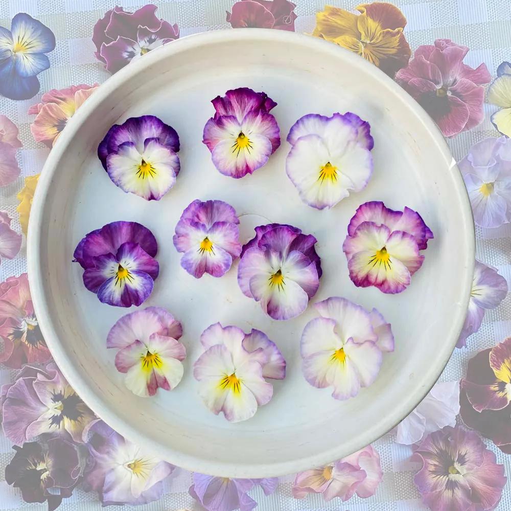 角堇和皱边角堇哪个花大,皱边角堇和穗边角堇的区别