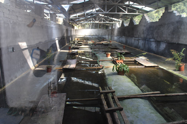 人工养殖石蛙的营养如何,石蛙可以人工养殖吗