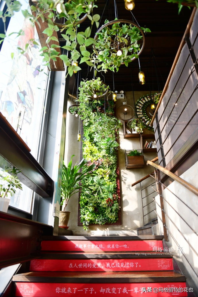 网红餐厅“胡桃里”的绿植布置|行摄