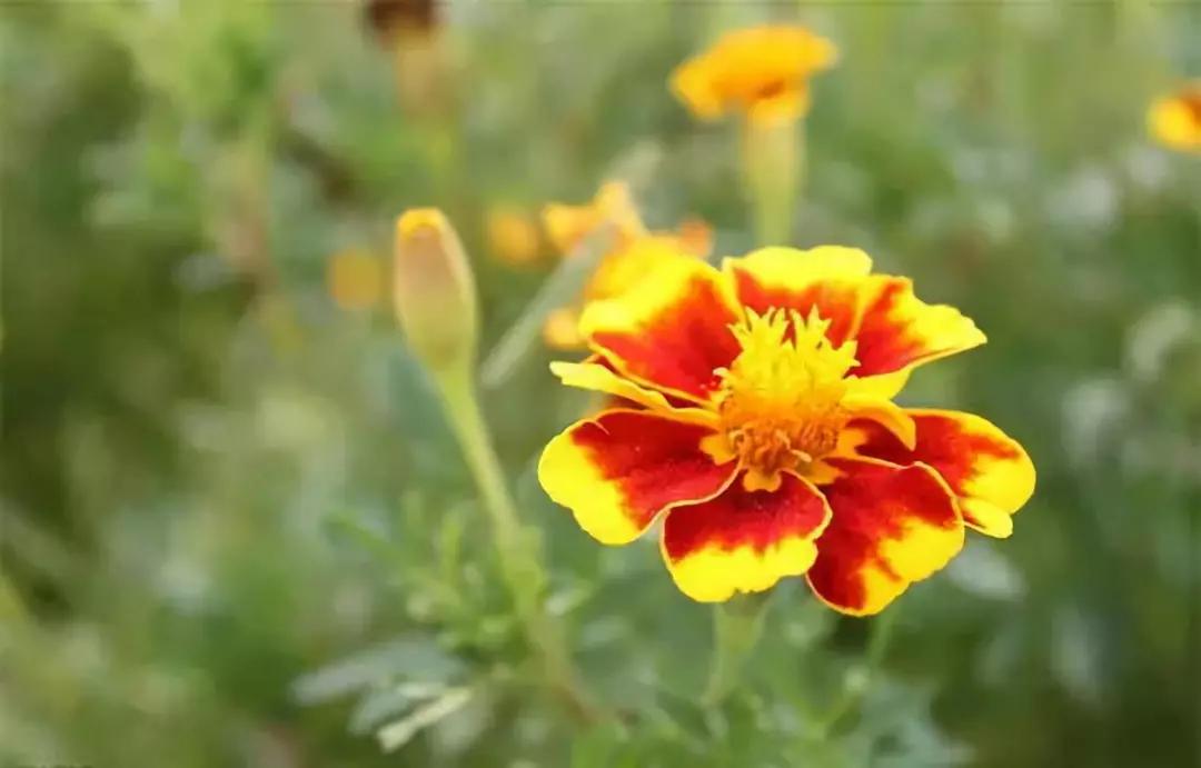 每日植物,每日绿植