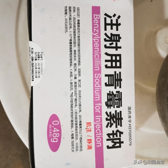兔子大肠杆菌的症状及预防治疗,兔子大肠杆菌病症状和治疗