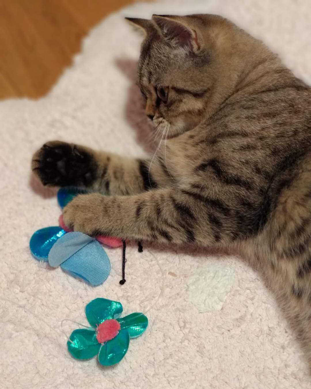 猫每天需要什么,猫每天要做的事情