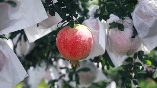 突尼斯石榴是不是都是爆汁的呢,好吃不吐籽的突尼斯软籽石榴来了