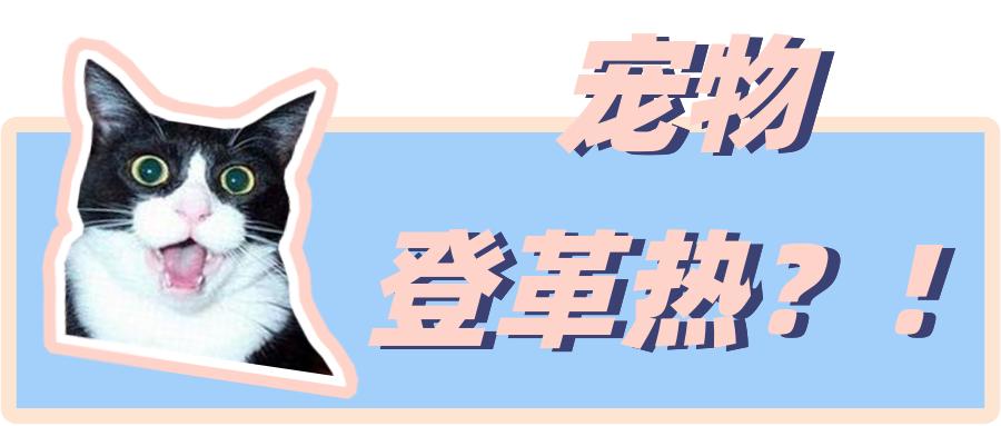 登革热可以传染给宠物吗,登革热蚊子能活多久