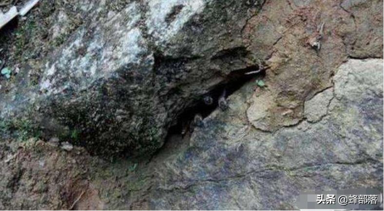 挖不开撬不动的深洞蜜怎么取？专家也摇头，农村人的土办法就是好