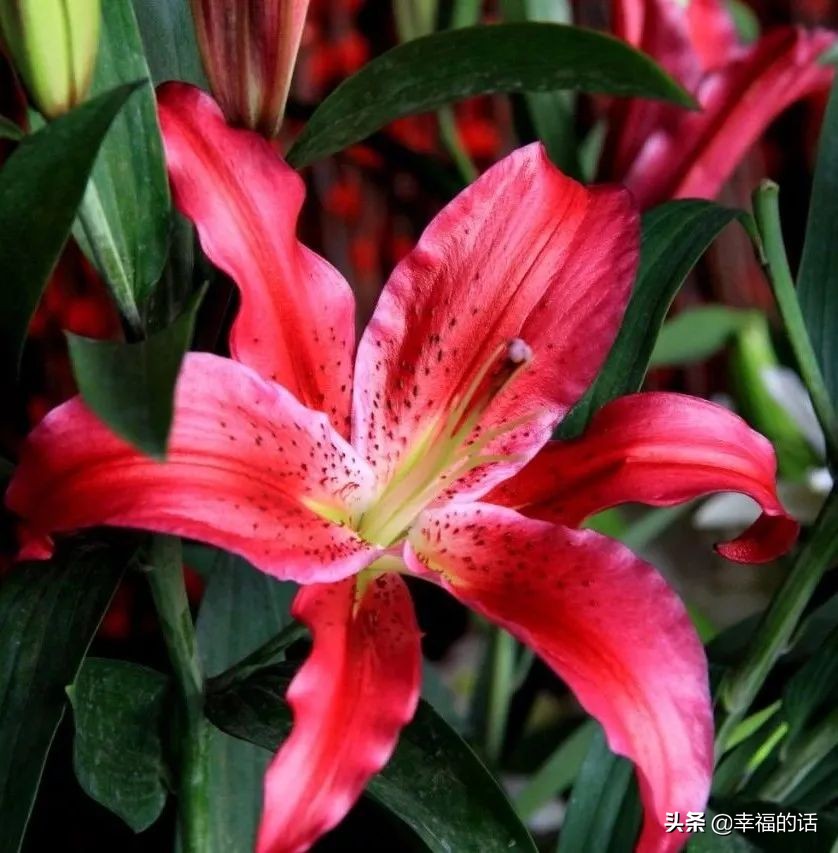 6月到了，送你6花6蝶6鸟6景6曲6诗，这月顺顺利利。