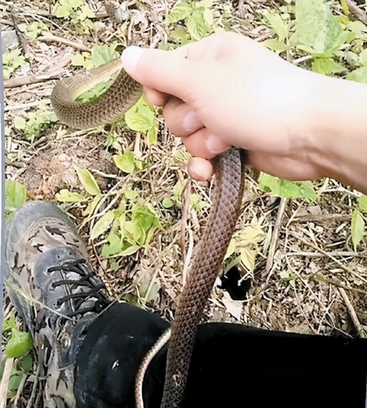 专家捕蛇技术,抓蛇高手徒手抓蛇