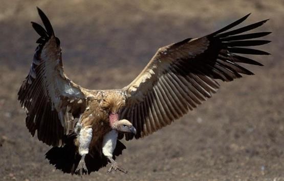 龟类的进化过程图片,龟鳖目动物外形特征