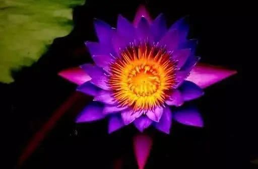 十大最贵的玫瑰花品种,世界上十大鲜花排名图片