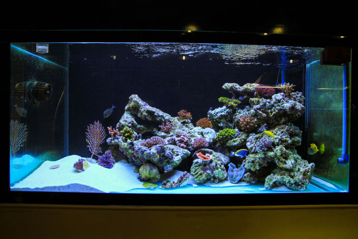 如何开始养珊瑚,新手养珊瑚方法