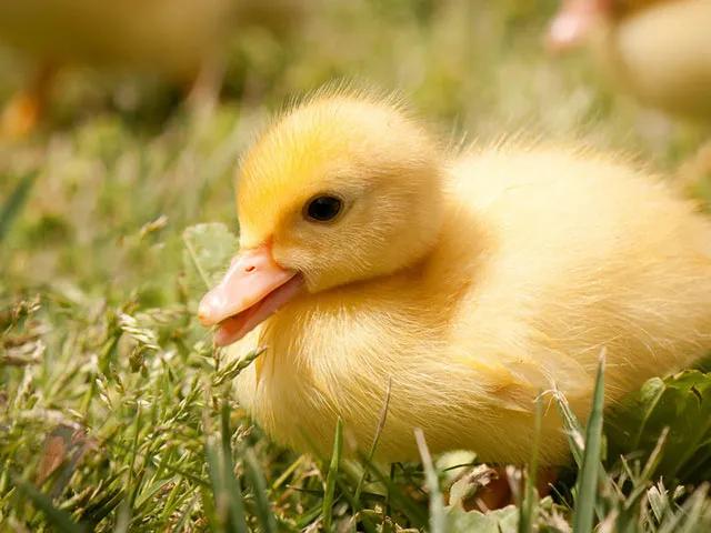 小鸭子游啊游啊游上了岸,小鸭子游啊游公益广告