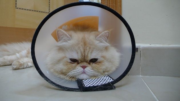 猫咪拉稀可以喂人吃的药吗,猫咪消化不良拉稀吃什么药