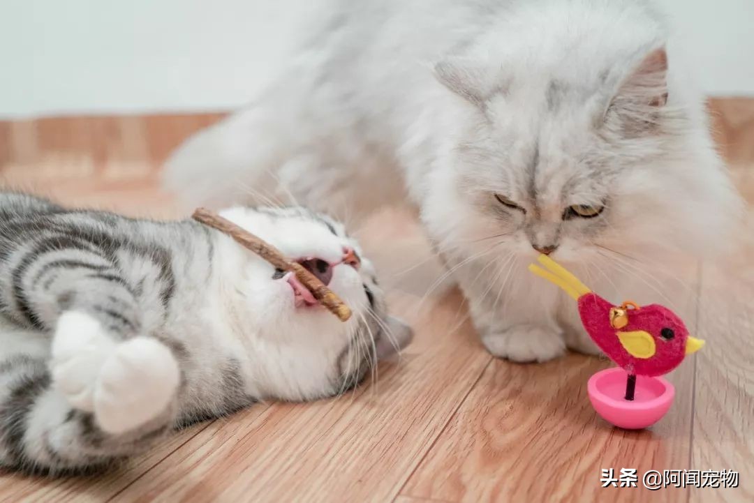 看完猫你还想养吗,养猫咪怎么最省钱也能吃好