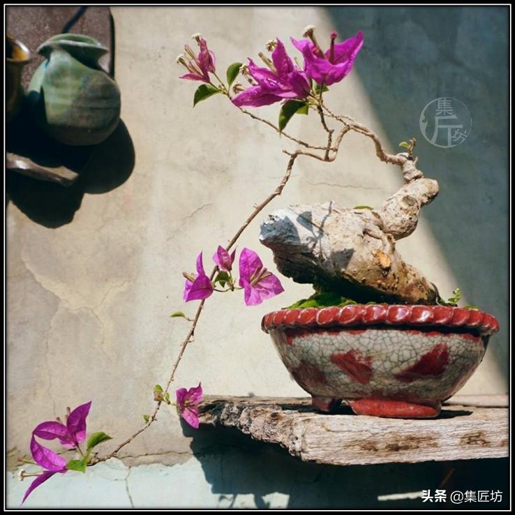 盘点五大树桩盆景流派和常用树种,盆景初学者种什么好