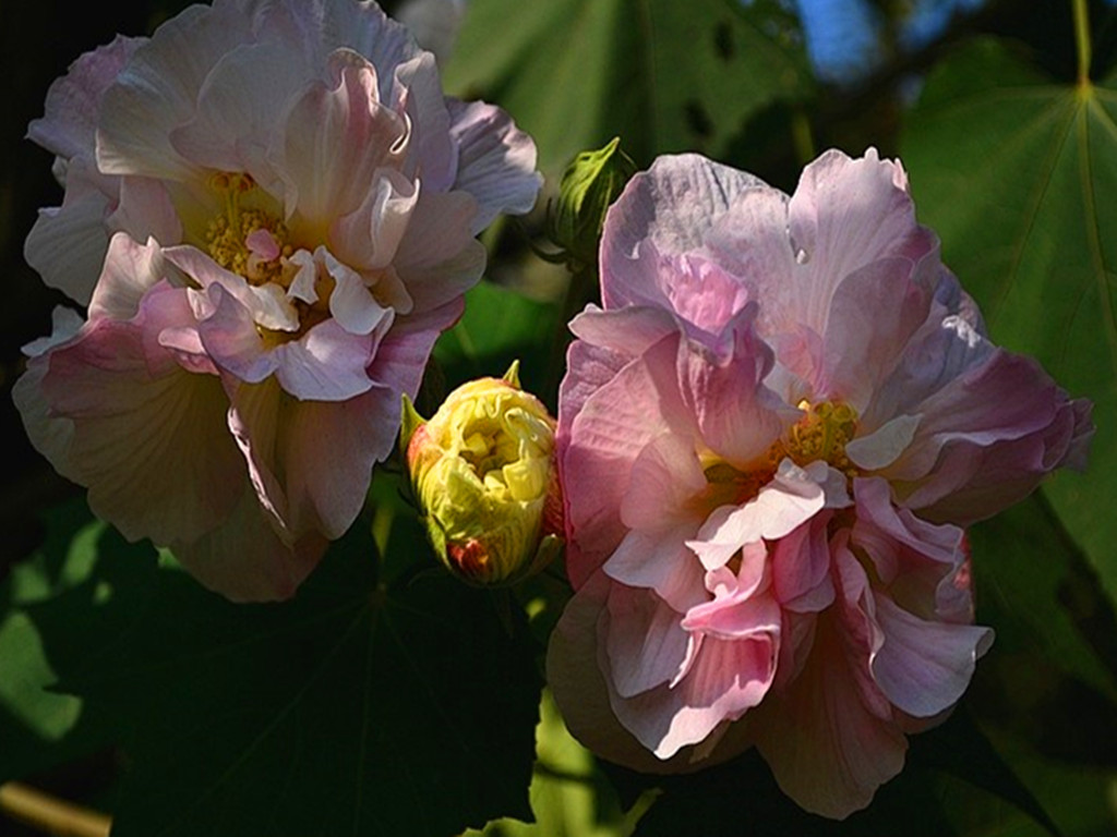 十月花神木芙蓉，凄美的故事打动了无数人，养护注意事项很多