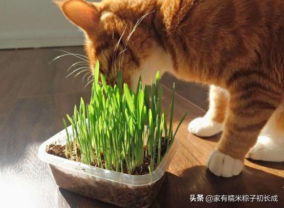 猫咪为何如此钟爱猫草,猫咪为什么喜欢吃猫猫草