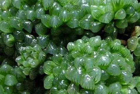 冰灯玉露怎么种植视频讲解,冰灯玉露培植方法是什么