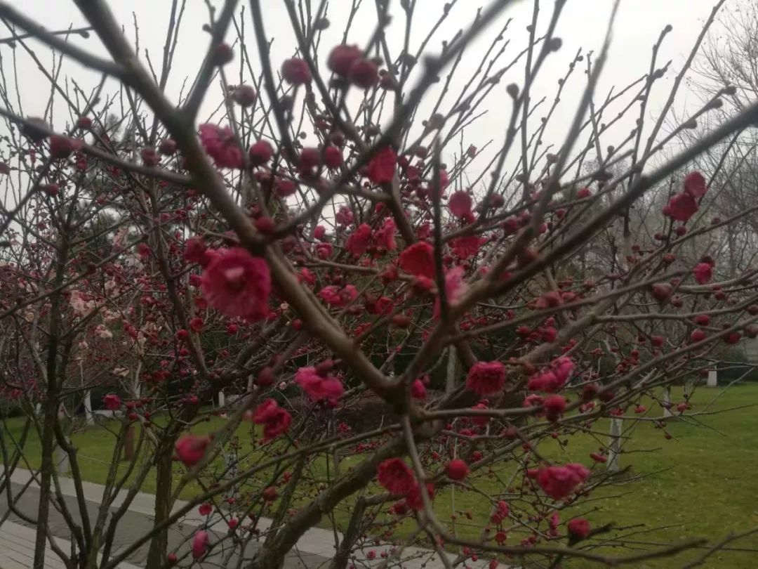 阴雨连绵久未睛，到室外寻找春天