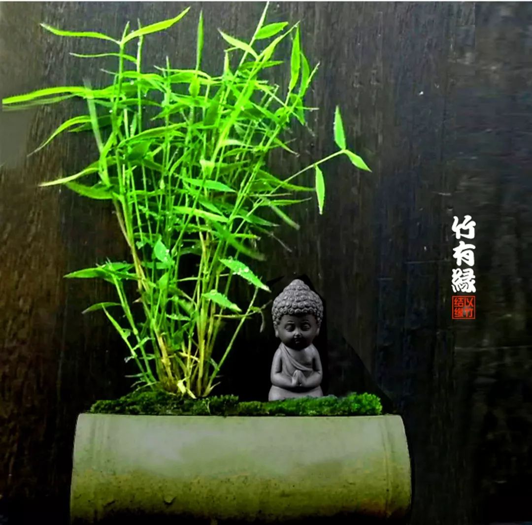 竹子浇水诀窍,竹子浇水的正确方法