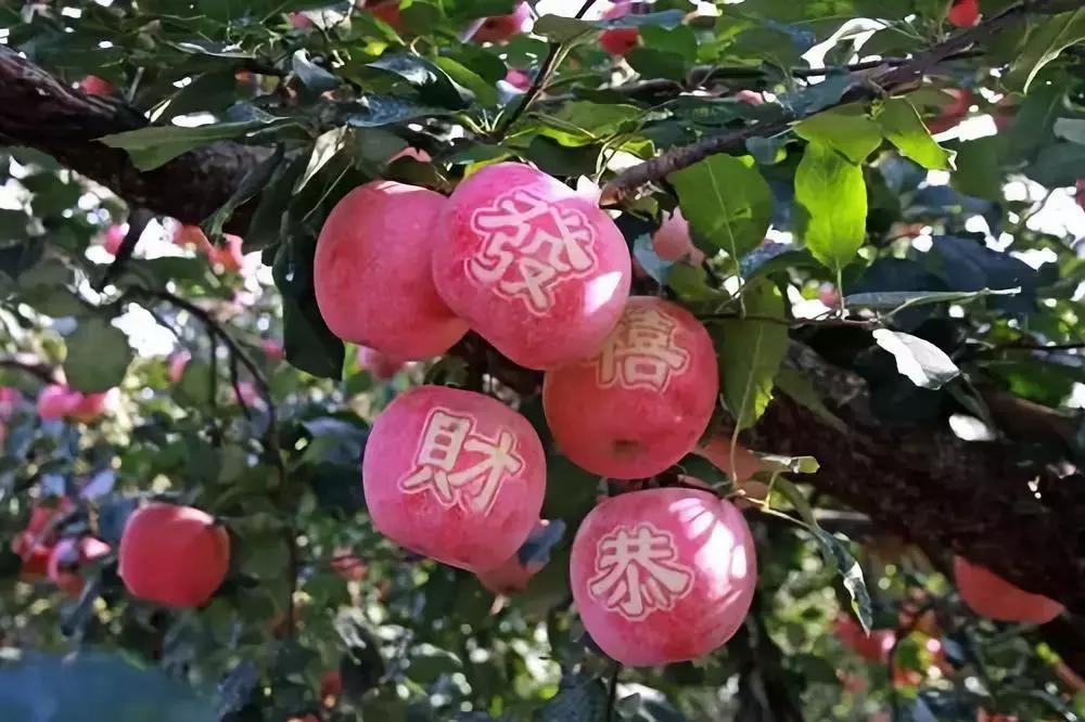 金秋采摘正当时!山东这十种田间美味错过再等一年!