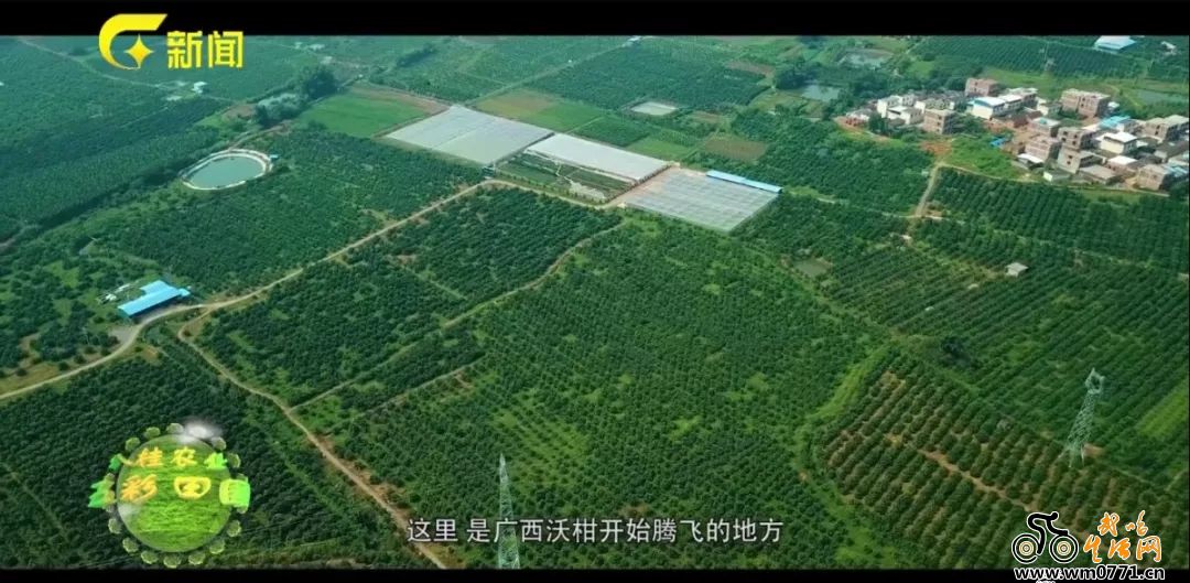 武鸣沃柑怎么火的,武鸣双桥沃柑今日价